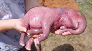 This Is What 15 Newborn Animals Look Like