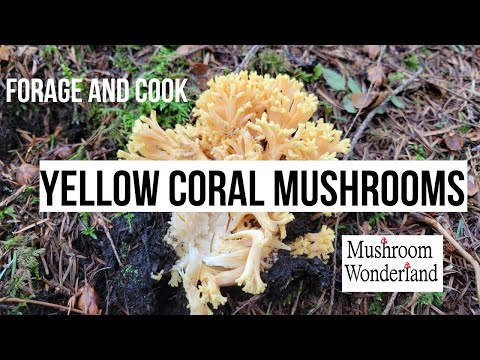 Forage and Cook Spring Coral Mushrooms-