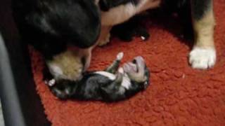 Natürliche Geburt Hunde Welpen