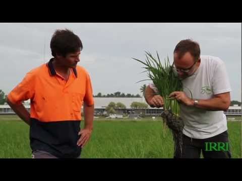 5. IRRI Agronomy Challenge 2: Day 40 Crop Assessment (31 January 2013)