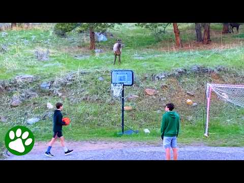 Wild Elk Plays Soccer With Kids in a Magical Moment