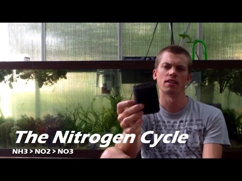 How to Cycle Your Aquarium- Nitrogen Cycle in an Aquarium. Bacteria for the Nitrogen Cycle Video