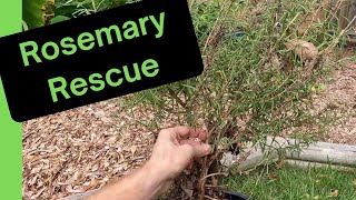 Sun-Starved Rosemary Rescue: Transplanting for Thriving Foliage!