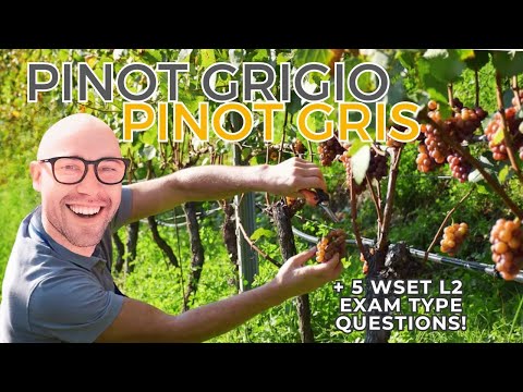 Pinot Grigio aka Pinot Gris: Everything You Need to Know—WSET L2 in Wines +WSET exam-type questions