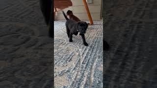 Video preview image #1 Labrador Retriever-Unknown Mix Puppy For Sale in The Woodlands, TX, USA