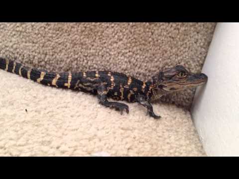 Baby alligator calling for mom. (Pet)