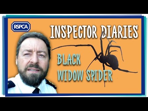 Black widow found in the UK!