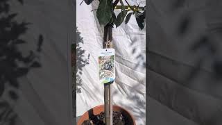 Viburnum tinus 'Eve Price' 50cm kmienok