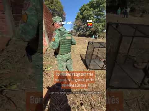 Bombeiros resgatam três serpentes de grande porte em Minas Gerais