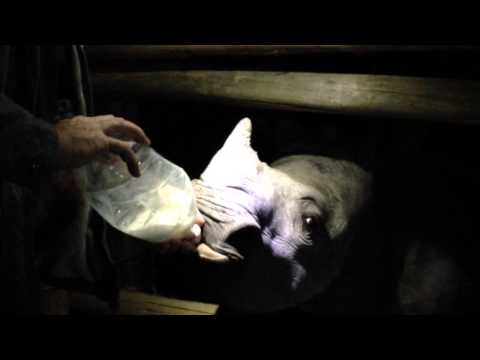 Want To Learn How To Feed A Baby Rhino? | Moholoholo South Africa