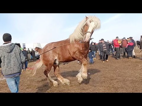 Armăsarii domnului Mihai de la Satu Mare-Suceava 2022