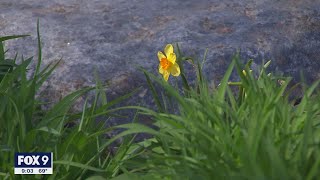 Allergies bothering you It might be Minnesota's high pollen count | Fox 9 KMSP