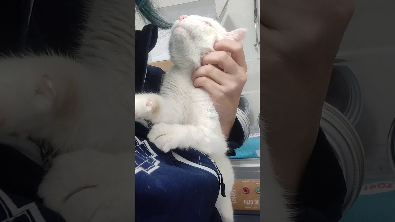 Bimba A.P.A Bonamiko