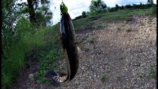 Ловля змееголова в амурской области осенью