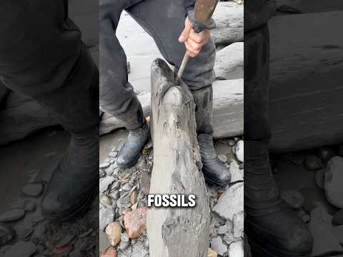 Did you know, you can find FOSSILS at the beach?! @yorkshirefossils #fossil #agate #shorts