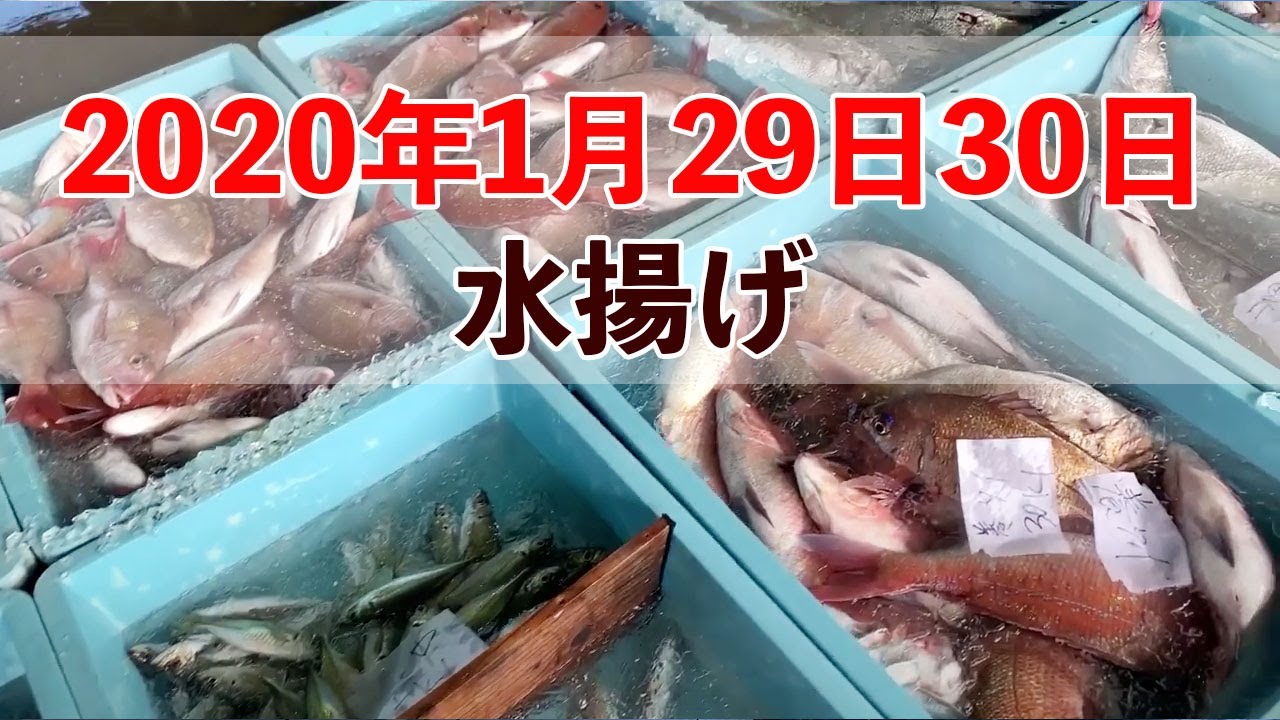 【九鬼町】2020年1月29日30日水揚げ、真鯛・イサギ他