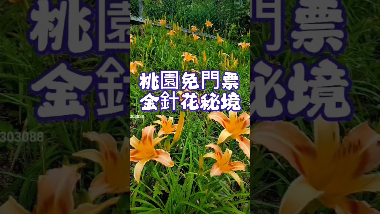 #桃園賞花景點 #桃園金針花 #金針花秘境 #花現台七 #繡球金針農遊趣 #gogobox餐車誌 #小紫吃喝玩樂 #北橫景點 #taoyuantravel #樂遊桃園 #大溪景點 #flowers