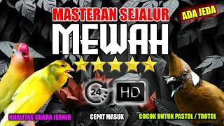 Download lagu MASTERAN SEJALUR KENARI LOVEBIRD CILILIN MEWAH mp3 Download lagu MASTERAN SEJALUR KENARI LOVEBIRD CILILIN MEWAH mp3