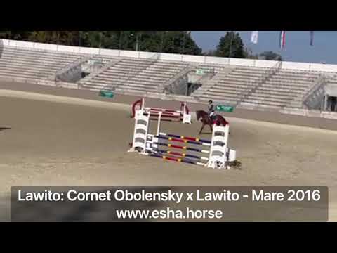 Lawito: CORNET OBOLENSKY x LAWITO