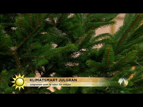 Så väljer du klimatsmartaste granen - Nyhetsmorgon (TV4)