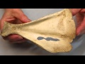 Archaeology of the Slave Quarters