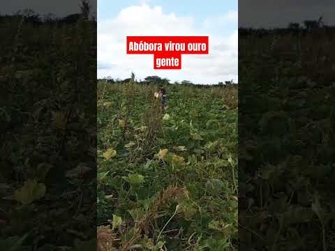 colheita de abóbora região de Cafarnaum Bahia