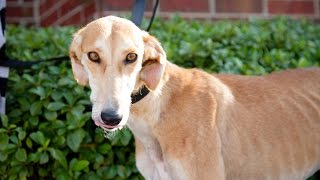 Welcome to Rose, a Stray Saluki Mix