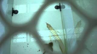 MOV00549