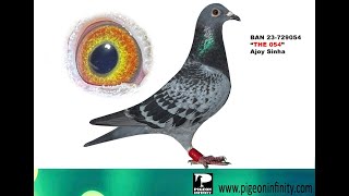 BAN 23-729054