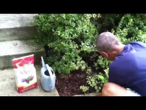 How to Fertilize Azaleas! #howtofertilize