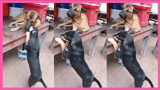 ឆ្កែខ្មៅធាត់គួរអោយស្រលាញ់