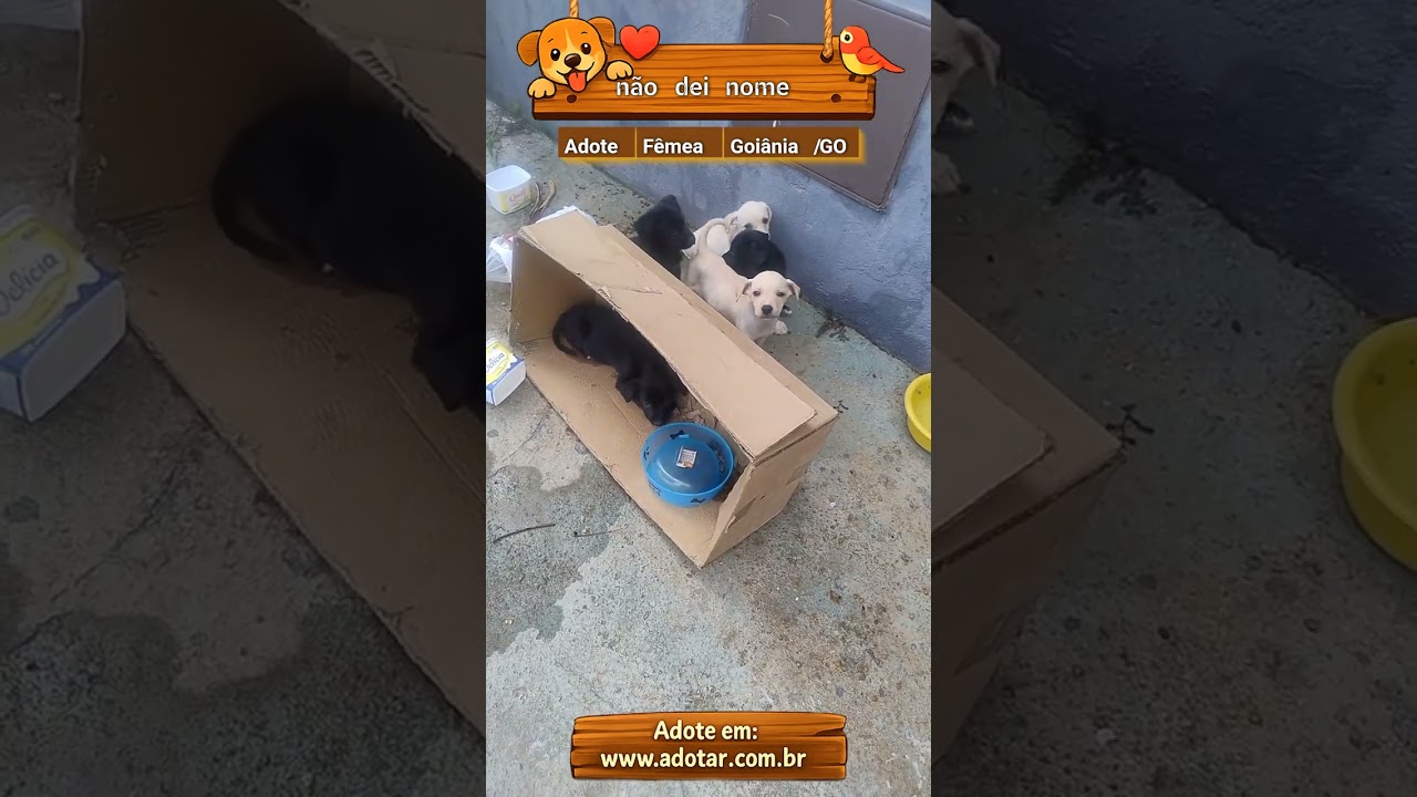 Cachorro raça SRD-ViraLata idade 2 a 6 meses nome não dei nome 