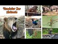 Vandalur Zoo In Tamil Ticket Price Lion Safari Complete Details