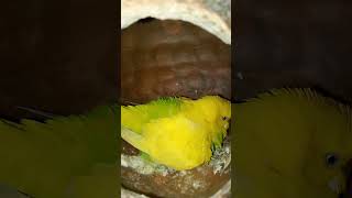 Download lagu alhamdulillah #unfrezzmyaccount #subhanallahalhamdulillahlailahaillallahallahuakbarringtone mp3 Download lagu alhamdulillah #unfrezzmyaccount #subhanallahalhamdulillahlailahaillallahallahuakbarringtone mp3