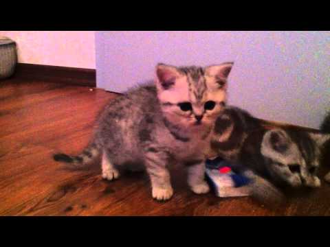 7  zuckersüsse Britische Kurzhaar Katzen suchen liebevolles zu Hause
