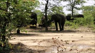 preview picture of video 'Elephants in Mfuwe, Zambia - 01 January 2015'