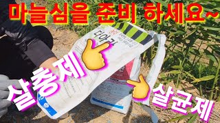 마늘 심을땐 어떤 살충제와 살균제를 쓸까요~ 마늘심는시기,마늘심는방법,마늘심기,귀농,귀촌,시골,농사,농업,전…