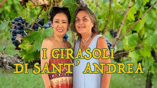 🌻 I Girasoli di Sant' Andrea | Umbrian Wine 🍷