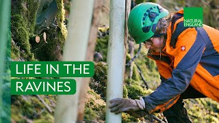 Download lagu LIFE in the Ravines: Restoring the Peak District's Special Woodlands | 20-Min Documentary mp3