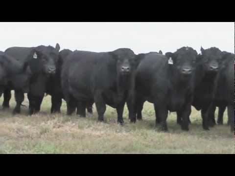 Toros Remate 19-9-2012 Cabaña La Rosa