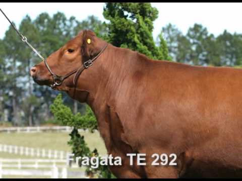 Fazenda Fumaça - Tres Marías 6301 Zorzal TE x Fragata TE 292