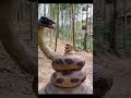 A Horrific Scene A Large And Huge Snake Wrapped Around A Monkey In A Forest In India