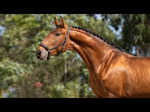 **SOLD** Young Dressage Prospect - 5YO Lusitano Stallion (REF#509)