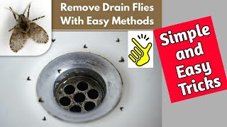 Drain flies how to get rid of them | Home Remedies |Drain Flies in bathroom #drainflies