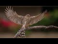 Judy Collins. Pretty Saro (HD 1440)