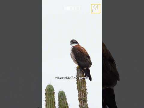 #EstáPasando Denuncian captura ilegal de aves cantoras en pleno desierto florido con jaulas trampa