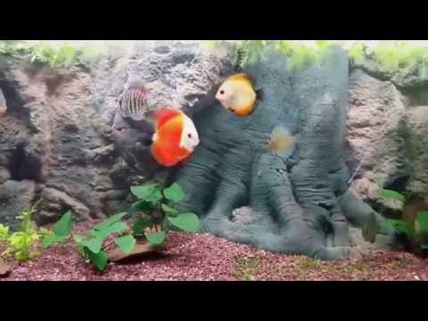 Amazon 3d aquarium background Discus tank 75 gallo