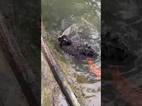 Un cygne noir aide à nourrir des carpes koï