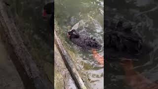 Un cygne noir aide à nourrir des carpes koï