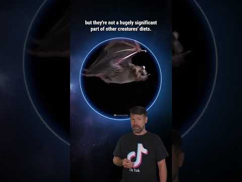 What If We Killed All Mosquitoes? #Shorts